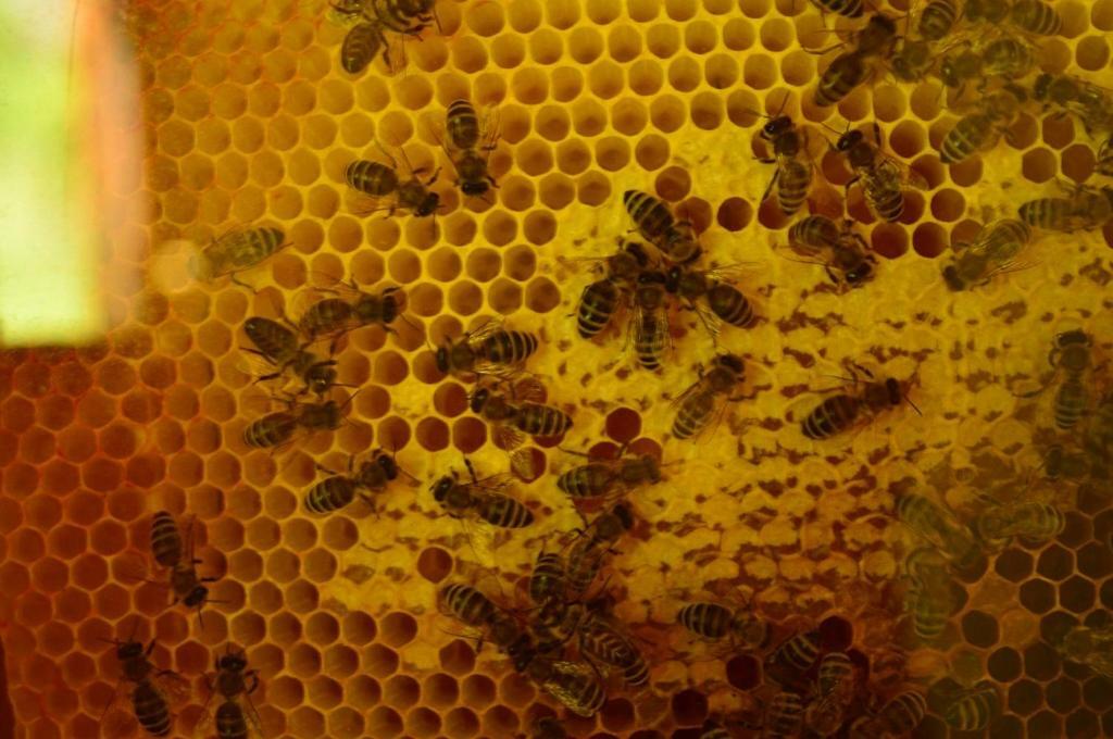 Sleeping With The Bees Kozjak Kobarid Luaran gambar