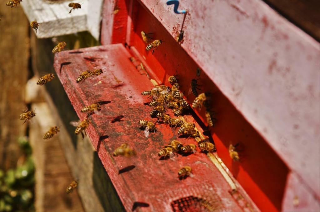 Sleeping With The Bees Kozjak Kobarid Luaran gambar