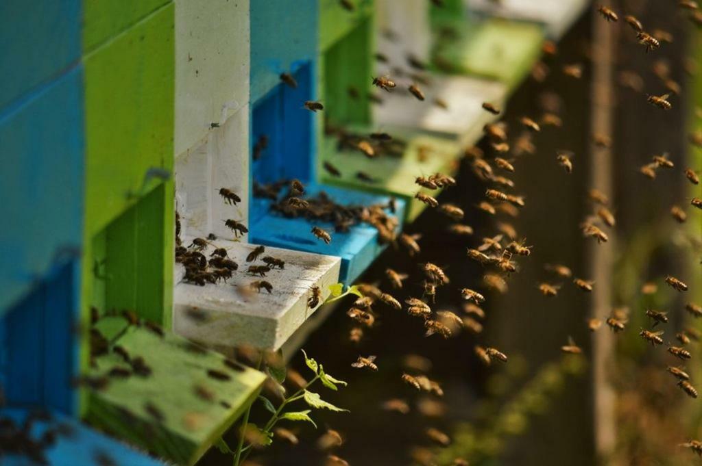 Sleeping With The Bees Kozjak Kobarid Luaran gambar